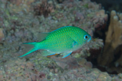 Chromis atripectoralis