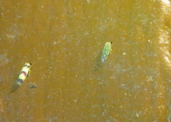 Erythroneura integra