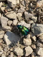 Chrysochus auratus