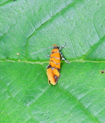 Promalactis procerella