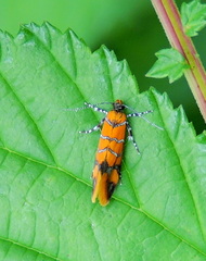 Promalactis procerella