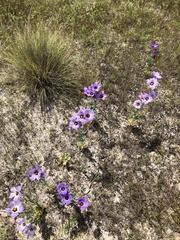 Eustoma russellianum