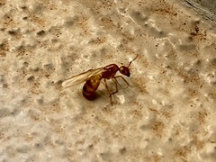 Camponotus festinatus