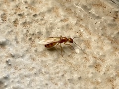 Camponotus festinatus