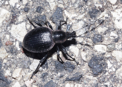 Otiorhynchus vehemens