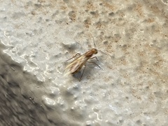 Camponotus festinatus