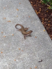 Leiocephalus carinatus