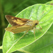 Rare Skipper - Photo (c) Sharon Forsyth, some rights reserved (CC BY-NC), uploaded by Sharon Forsyth