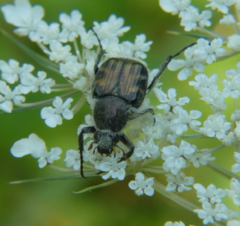 Trichiotinus affinis