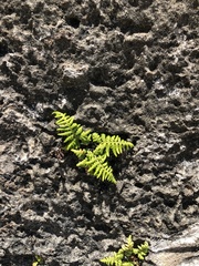 Pityrogramma chrysophylla gabrielae