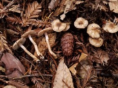 Inocybe fuscodisca