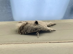 Apotolype brevicrista