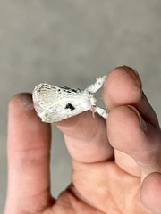 Apotolype brevicrista
