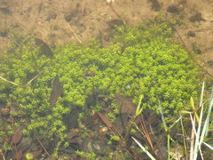 Micranthemum glomeratum