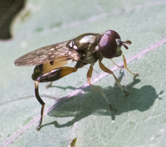 Chalcosyrphus metallicus