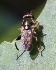 Chalcosyrphus metallicus