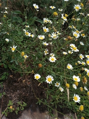 Leucanthemum sylvaticum