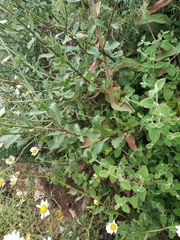 Leucanthemum sylvaticum