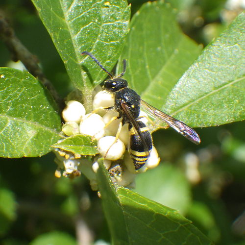 Wall Mason Wasp