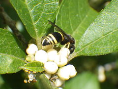Ancistrocerus parietum