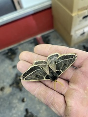 Agapema homogena