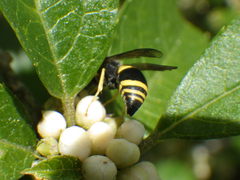 Ancistrocerus parietum