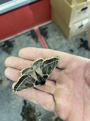 Agapema homogena
