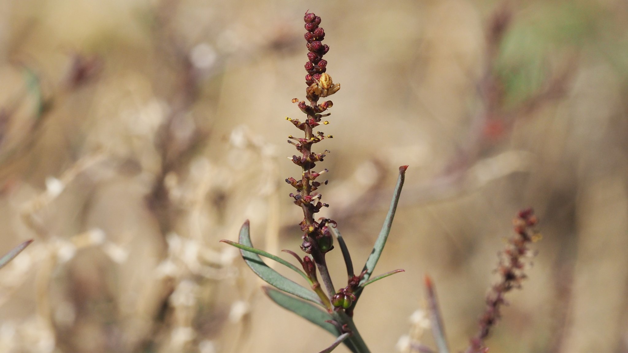 Stillingia linearifolia