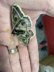Agapema homogena