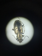 Bembidion cheyennense