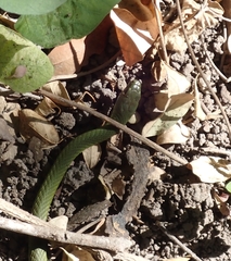 Philothamnus angolensis