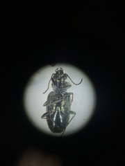 Bembidion cheyennense
