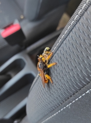 Pogonosoma maroccanum