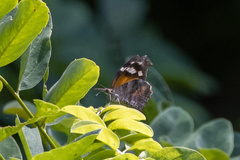 Libytheana carinenta