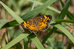 Phyciodes tharos