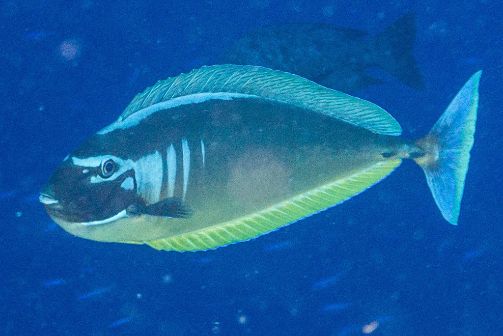 Sleek Unicornfish