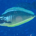 Sleek Unicornfish - Photo (c) Mark Rosenstein, some rights reserved (CC BY-NC-SA), uploaded by Mark Rosenstein