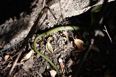 Philothamnus angolensis