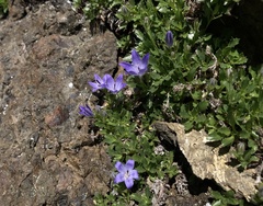 Campanula piperi