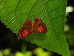 Parvospila lucianus