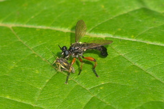 Laphria sadales