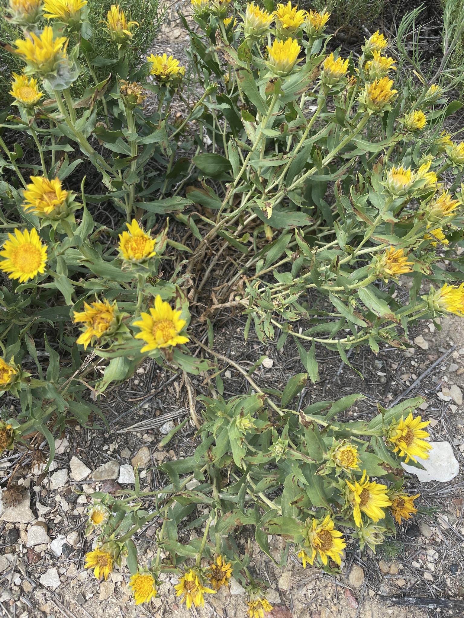 Oonopsis foliosa