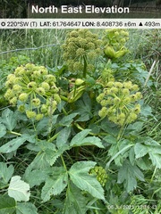 Angelica archangelica archangelica