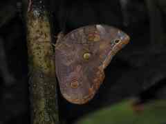 Catoblepia xanthus