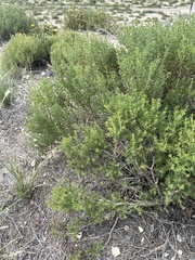 Frankenia jamesii