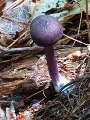 Entoloma violaceum