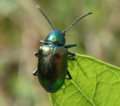 Chrysochus auratus