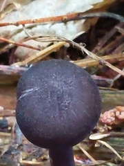 Entoloma violaceum