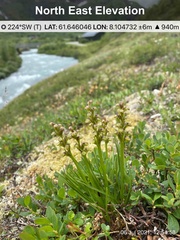 Chamorchis alpina