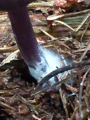 Entoloma violaceum